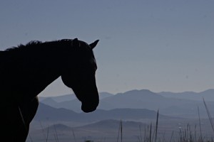 "Connection Medicine" ©Dr. Penny with equine friend at dusk in CO