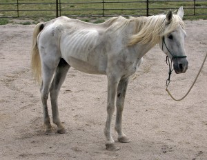 "Master Teacher in Disguise" ©Dr. Penny, Front Range Equine Rescue, CO