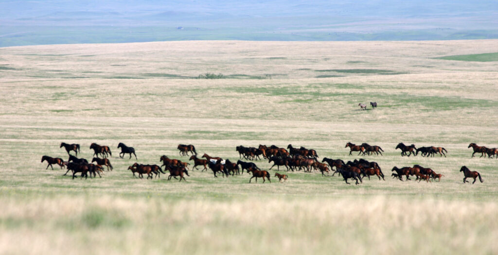 "A Life of Swoop" © Dr Penny with my big lens and very wild horses of South Dakota