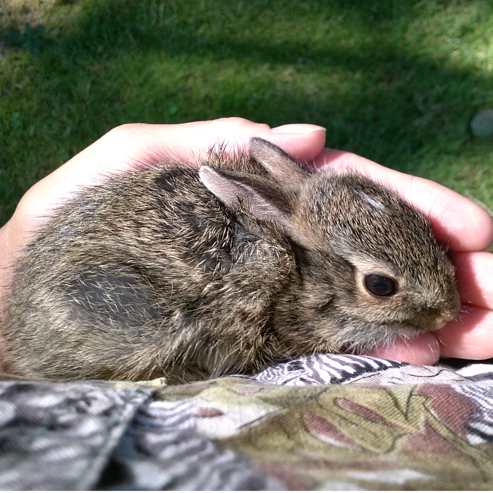 A Baby bunny in a persons hand.