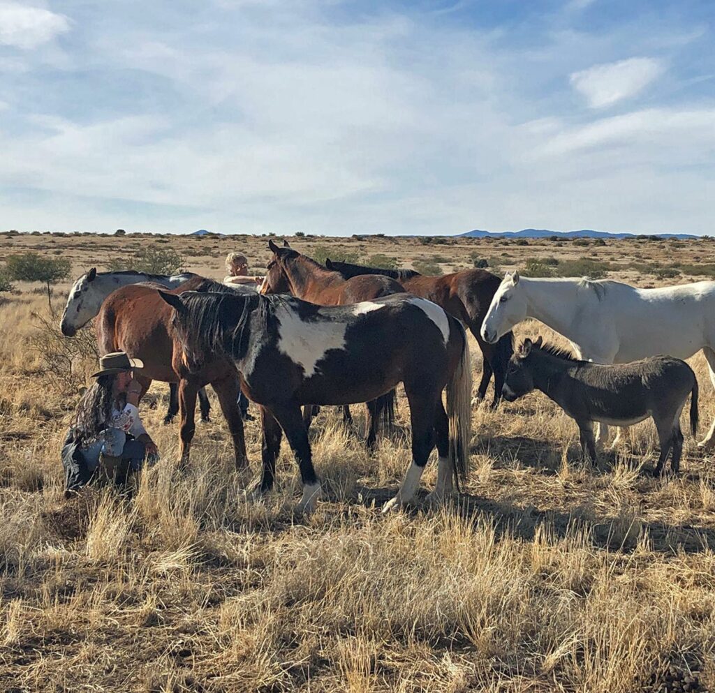 A person sitting in grass land with a herd of horses