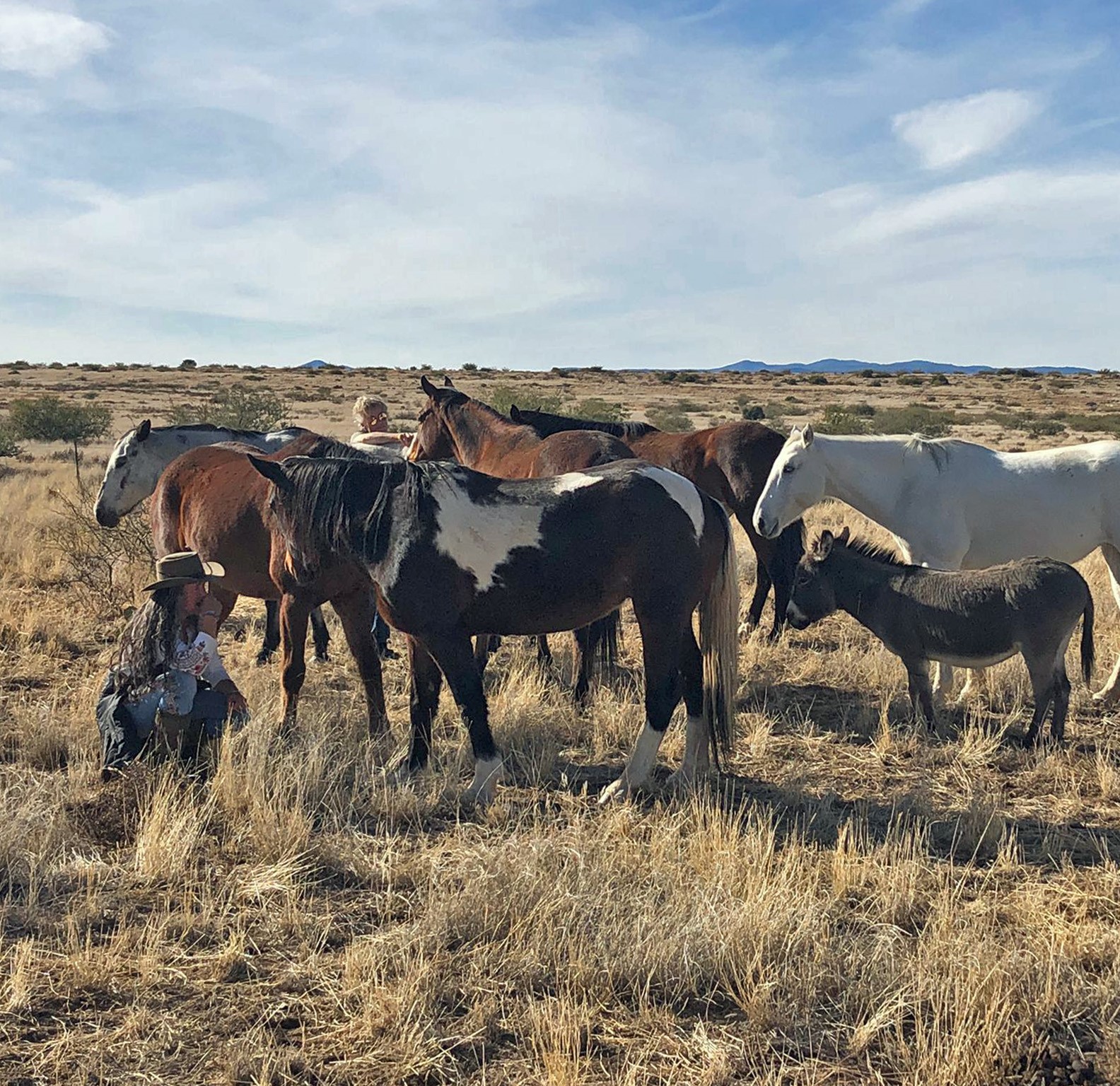 A person sitting in grass land with a herd of horses